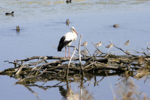 Oiseaux-Reserve-ornithologique-le-teich