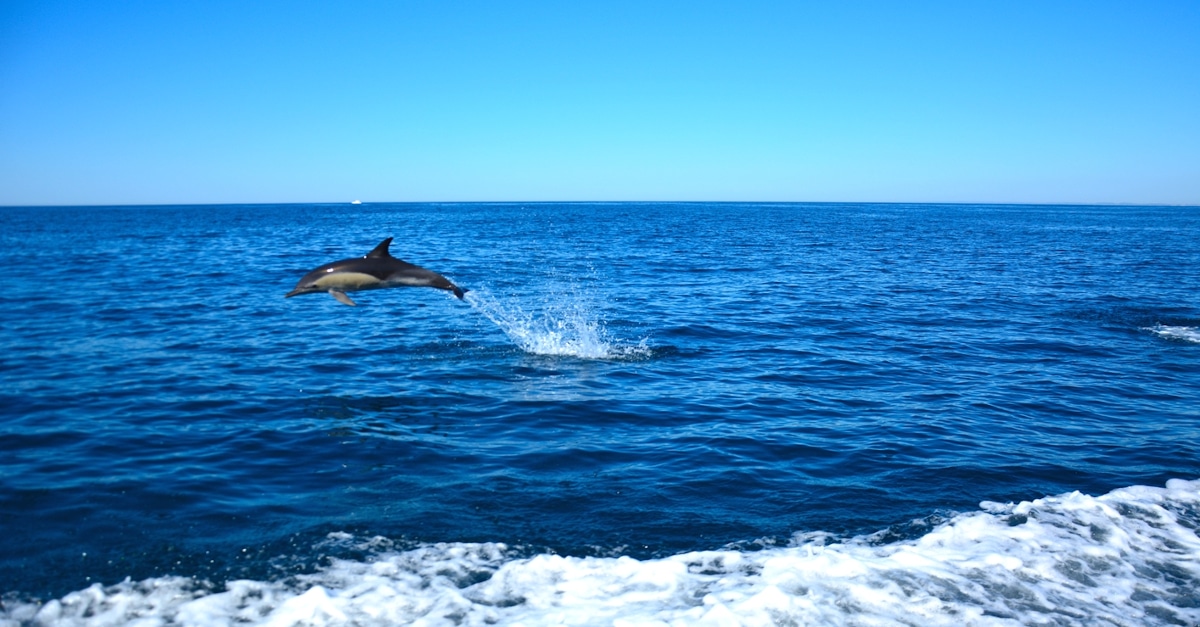 Hossegor Cap breton dauphins