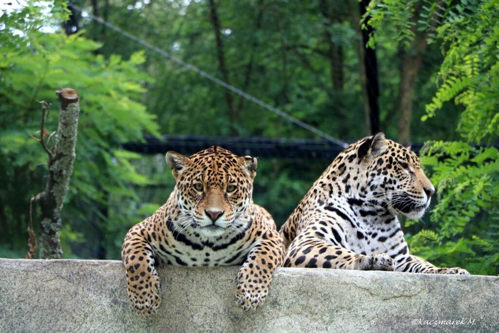 Bébé jaguar zoo de Pessac