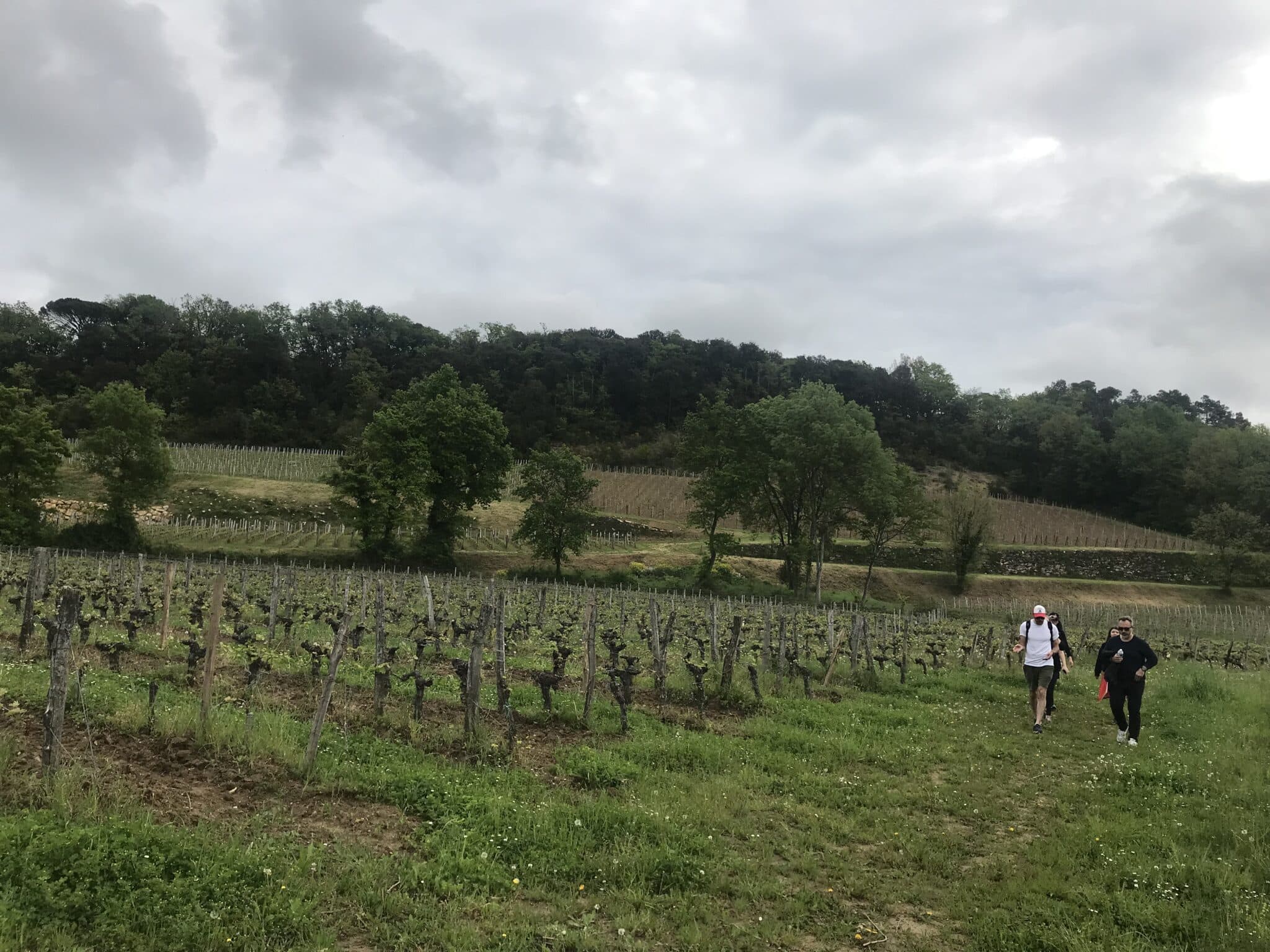 Vignobles de Saint-Emilion