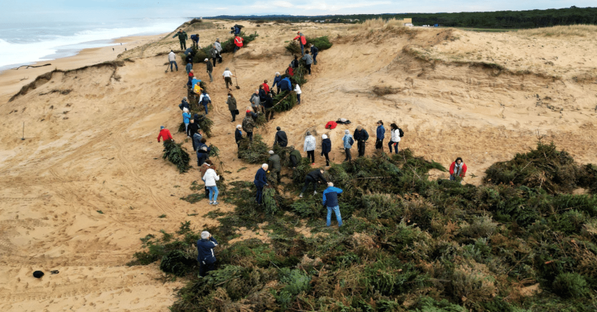 Des sapins pour nos dunes à La Teste-de-Buch